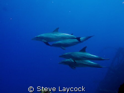 Po d of dolphins swimming past the Carnatic, taken with a... by Steve Laycock 
